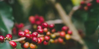 nature berries 2