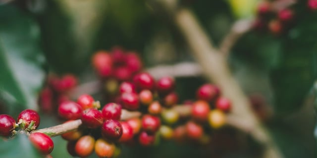nature berries 2